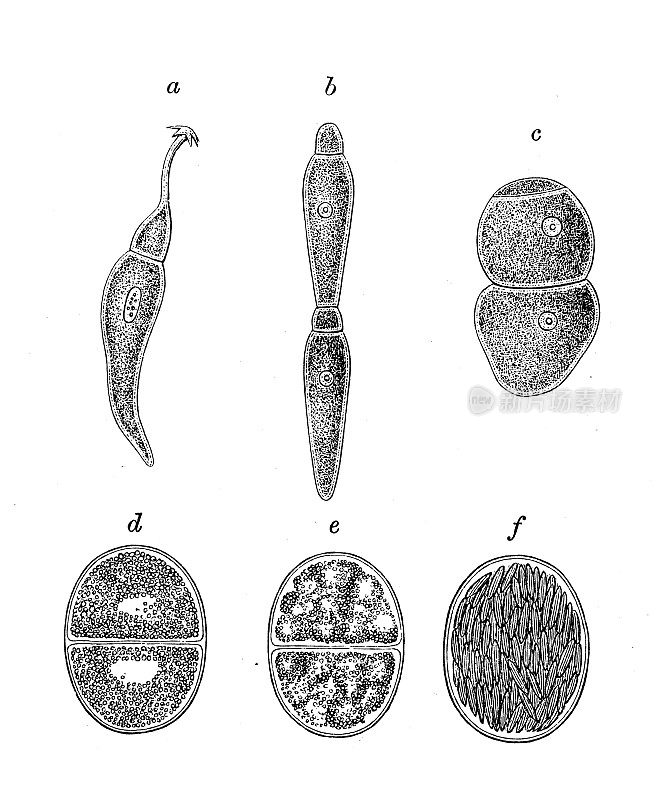 古代生物动物学图像:小花菜:Stylorhynchus oligacanthus，小花菜(Clepsidrina) polymorpha